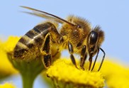 Von Bienenfleiß und Kräuterduft 
