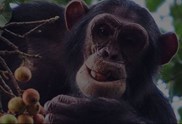 Schimpansen-Jagd am Bildschirm